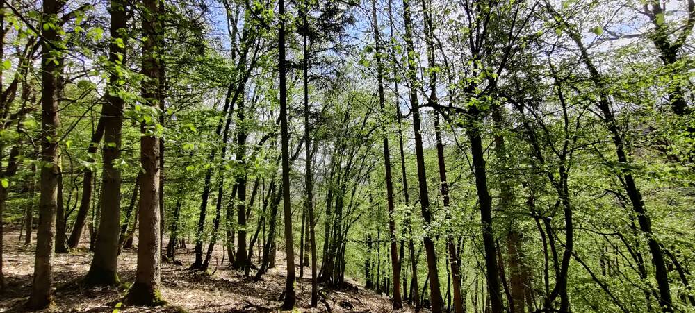 Terrain à vendre à La Roche-en-Ardenne 6980 8500.00€ chambres m² - annonce 356594