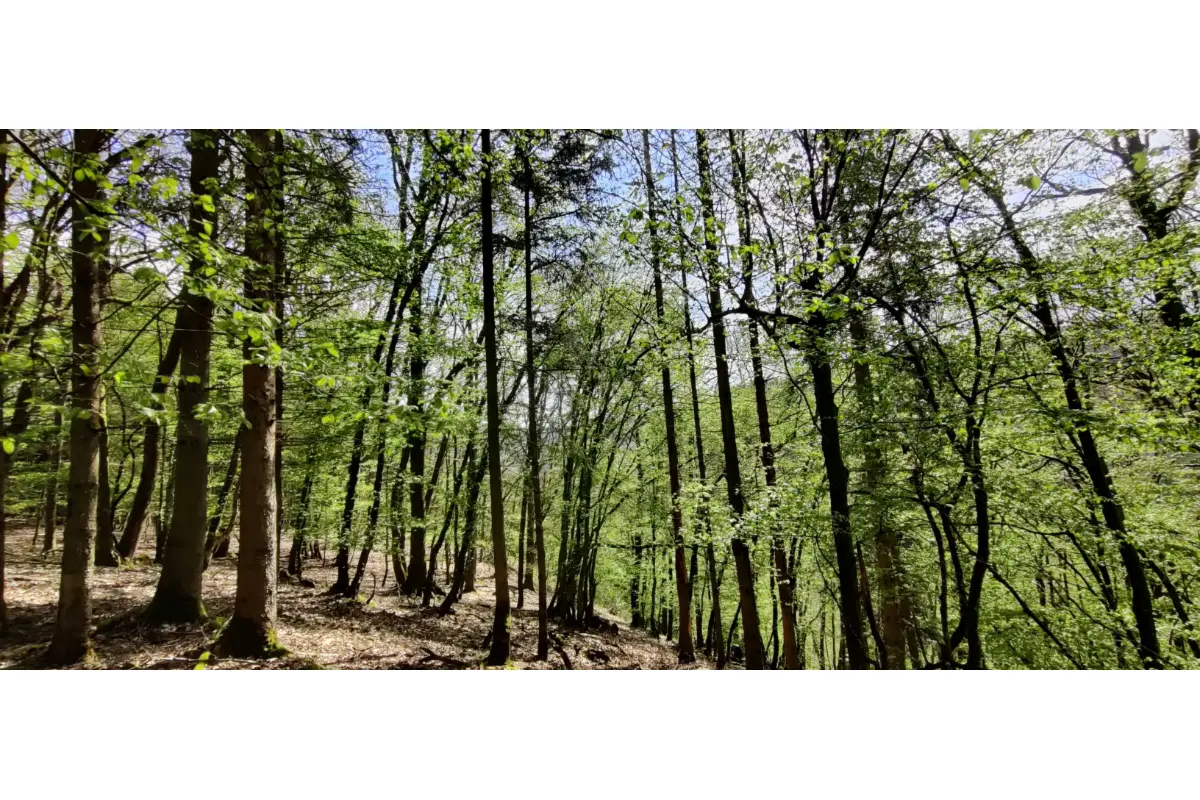 Terrain non bâtissable à vendre à La Roche-en-Ardenne 6980 8500.00€  chambres m² - annonce 356594