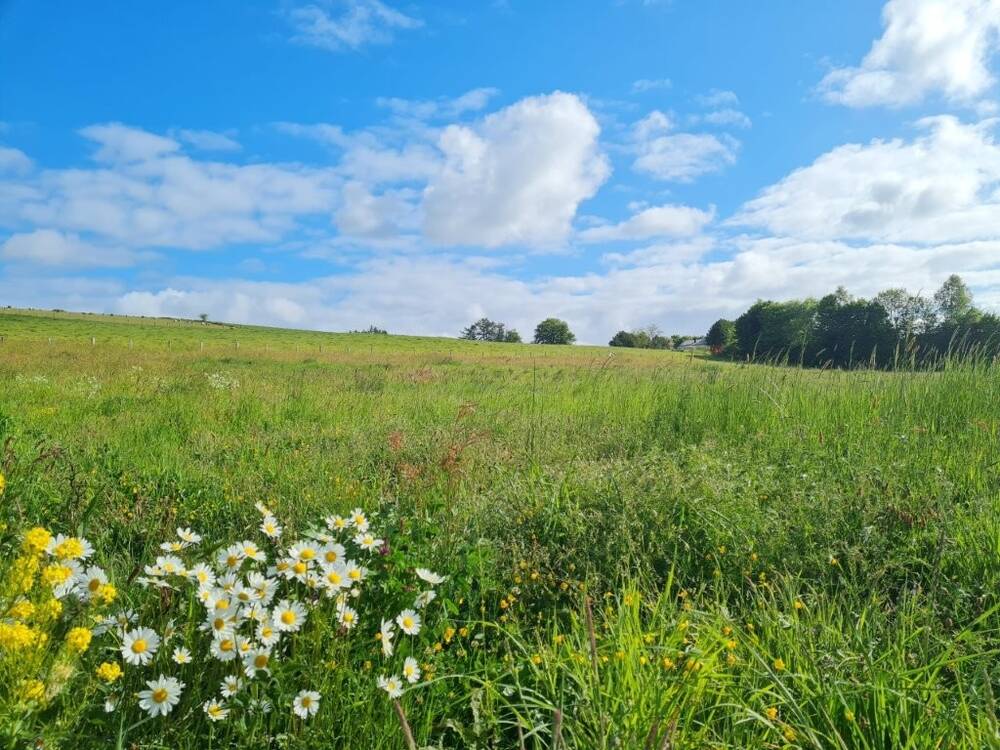 Terrain à bâtir à vendre à Tenneville 6970 145000.00€ chambres m² - annonce 486253
