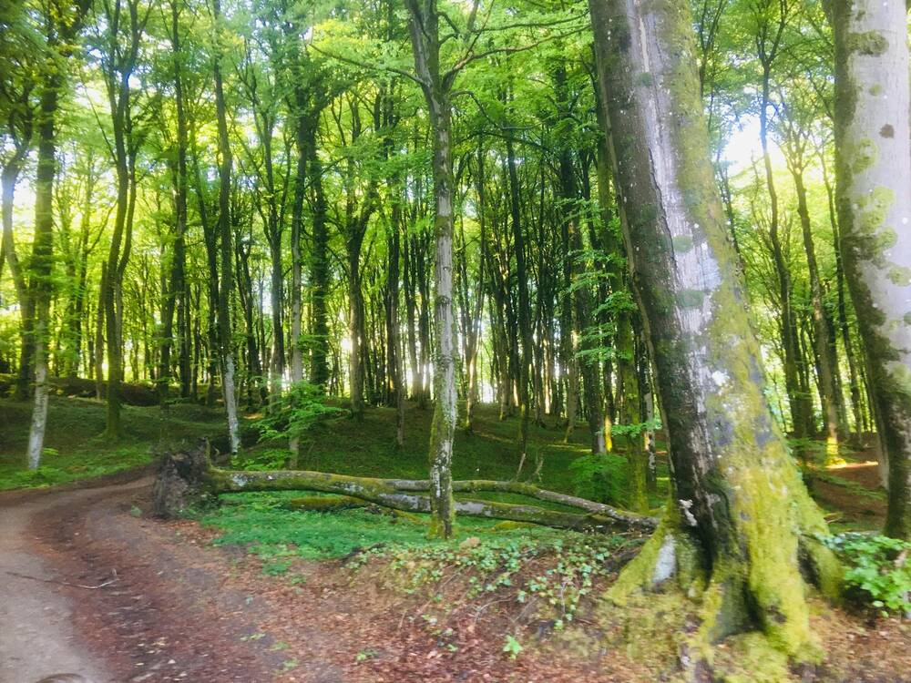 Maison à louer à Tintigny 6730 4500.00€ chambres m² - annonce 519172