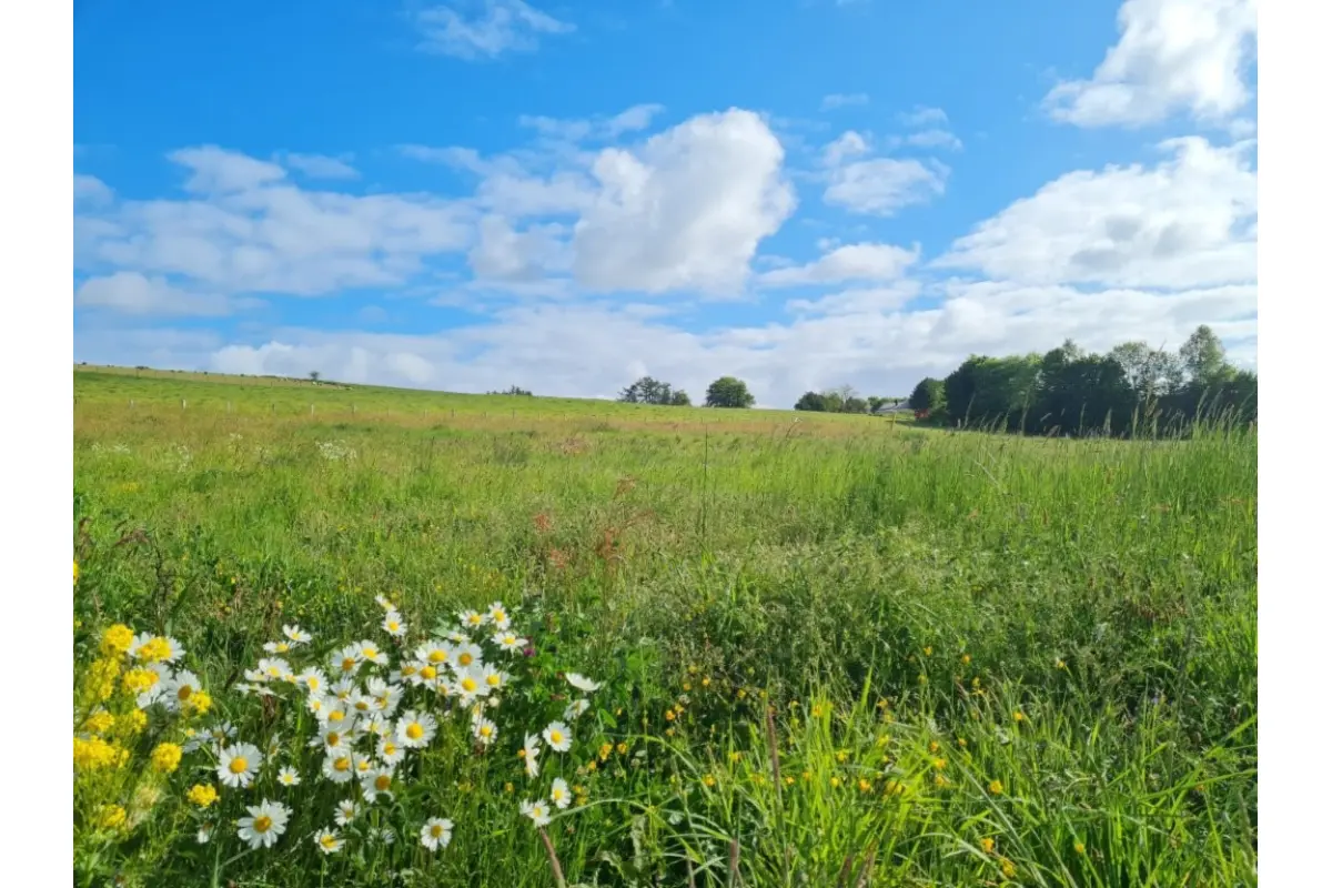 Terrain à bâtir à vendre à Tenneville 6970 145000.00€  chambres m² - annonce 676314