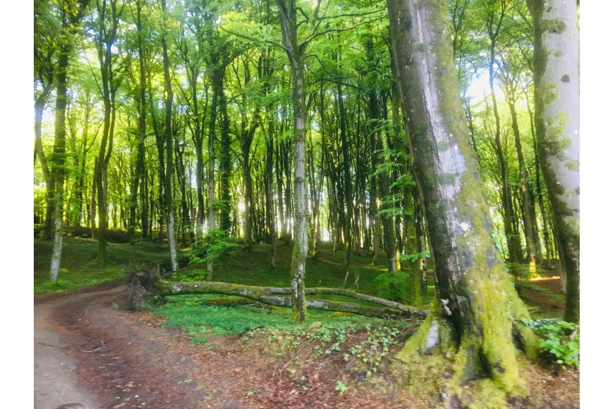 Maison à louer à Tintigny 6730 4500.00€  chambres m² - annonce 709136