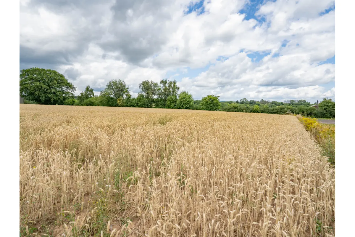 Terrain à bâtir à vendre à Attert 6717 226000.00€  chambres m² - annonce 721149