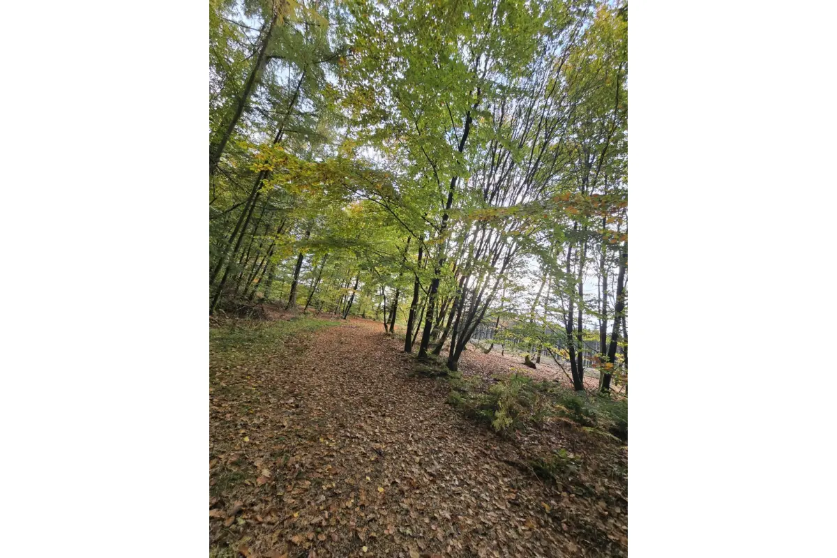 Terrain non bâtissable à vendre à Vaux-sur-Sûre 6640 9500.00€  chambres m² - annonce 731328