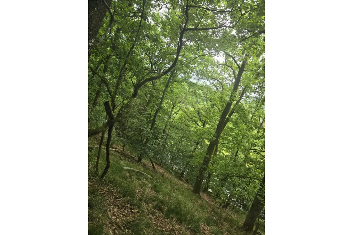 Terrain non bâtissable à vendre à Herbeumont 6887 10750.00€  chambres m² - annonce 731333