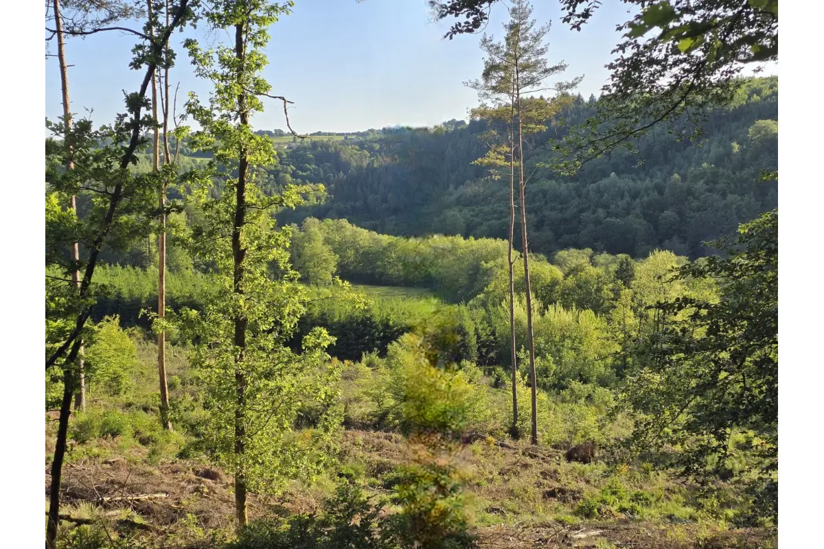 Terrain non bâtissable à vendre à Bertrix 6880 20500.00€  chambres m² - annonce 731327
